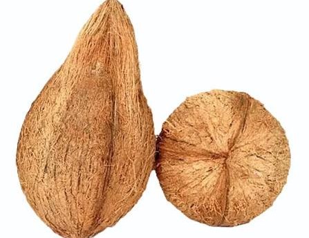 Semi Husked Coconut Export